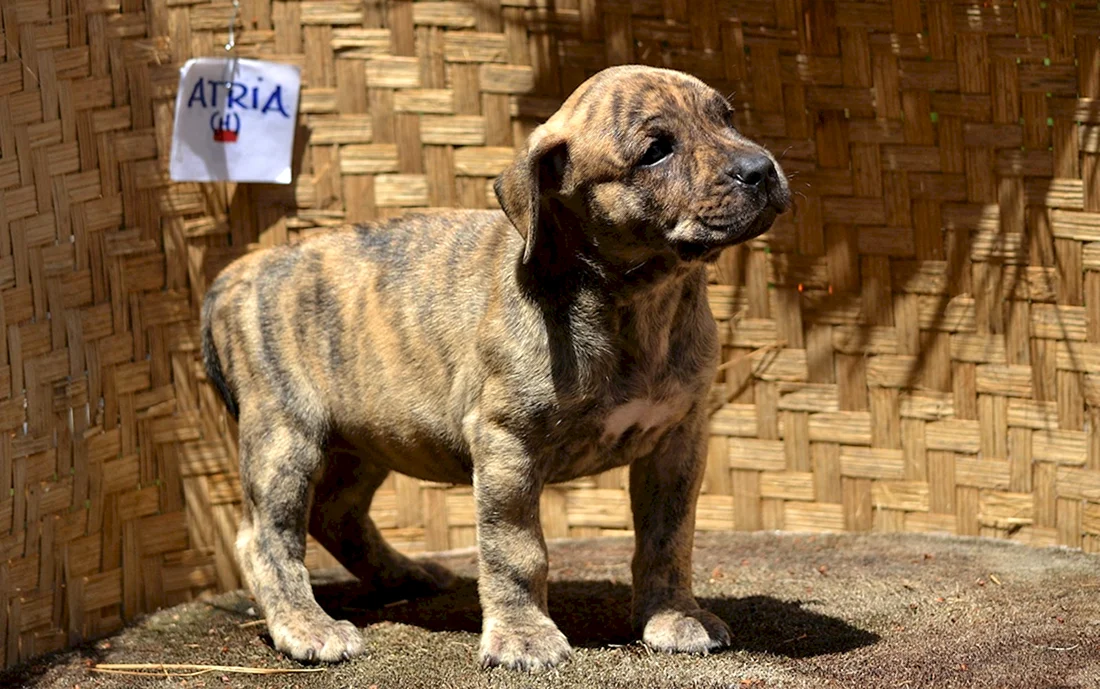Уругвайский Симаррон