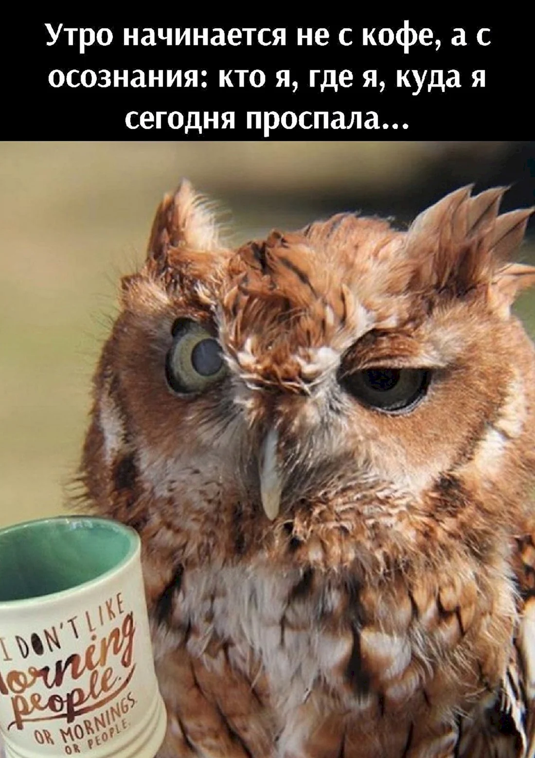 Утренняя Сова