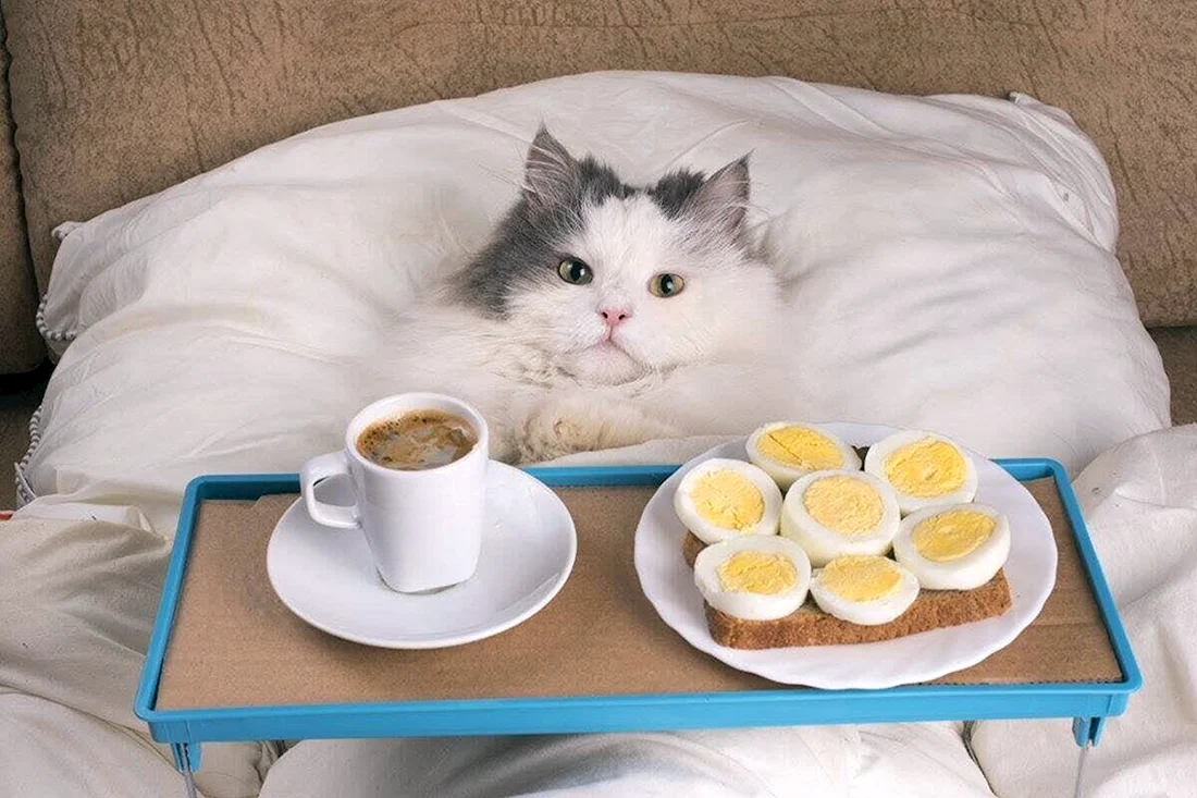 Утренний кот
