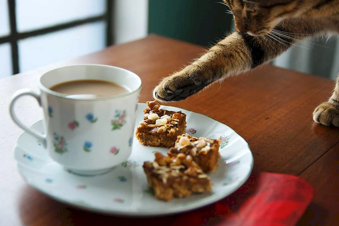 Утренний котик