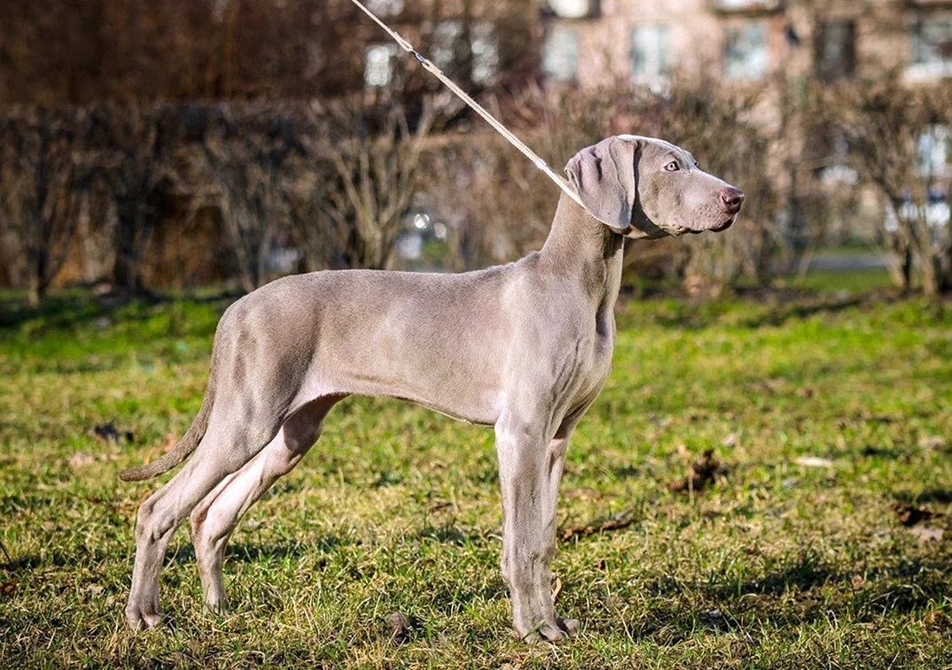 Веймаранер