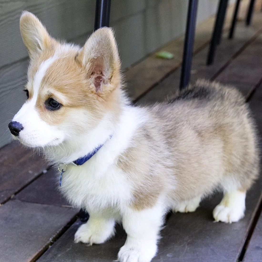 Вельш корги пемброк