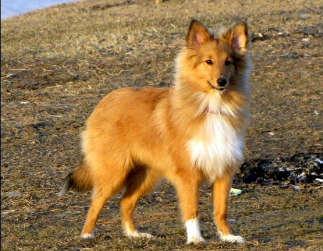 Вельш корги шелти