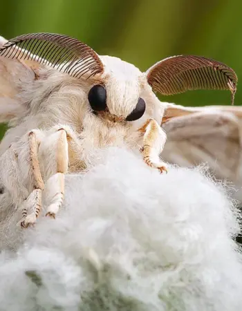 Венесуэльский пуделевый мотылек тутовый шелкопряд
