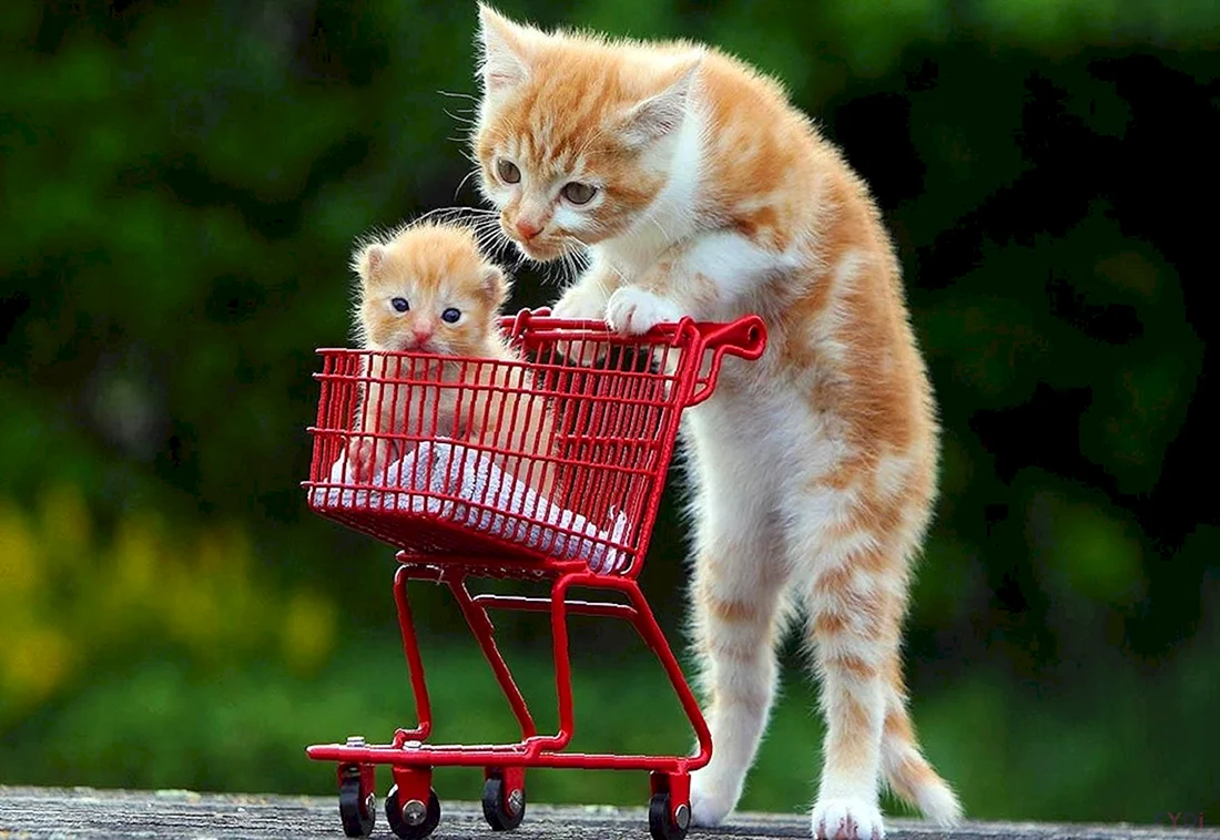 Веселые котята