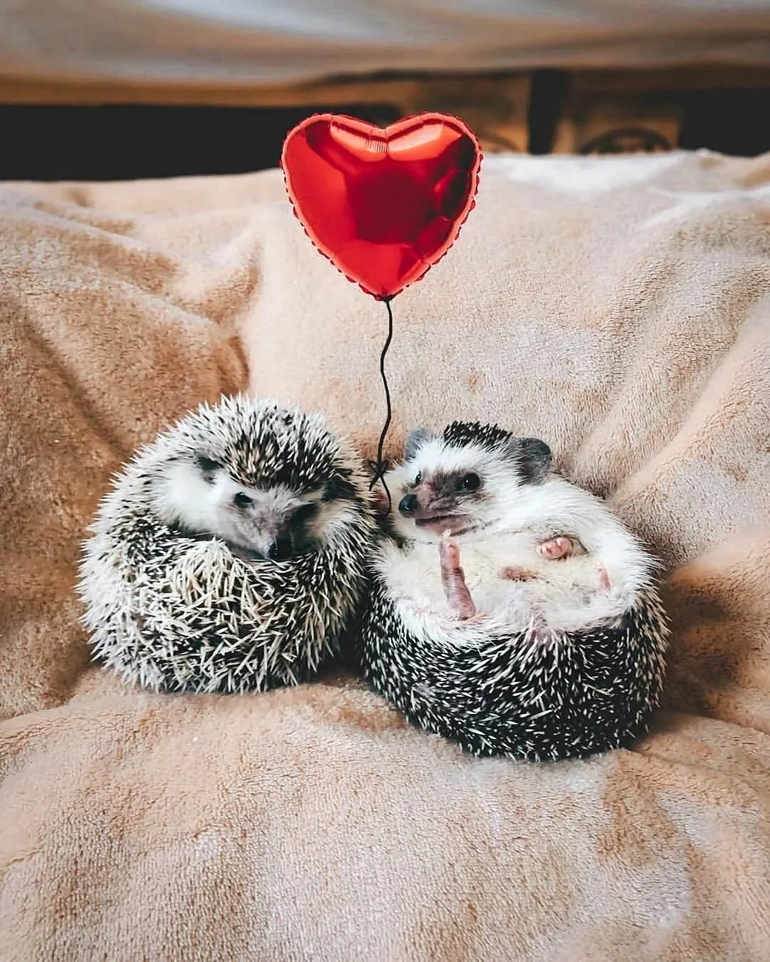 Влюбленные ежики
