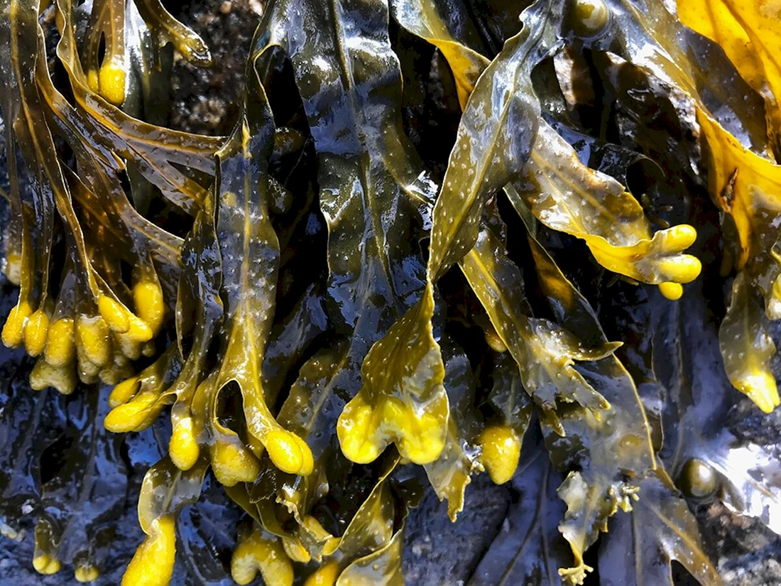 Водоросли морской виноград фукус