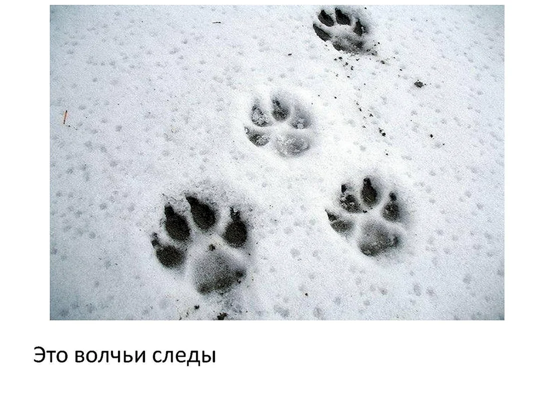 Волчьи следы на снегу и собачьи