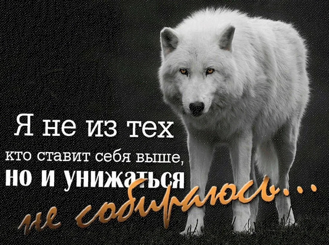 Волк с надписью