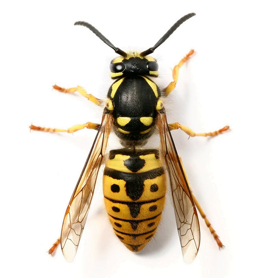 Wasp Оса