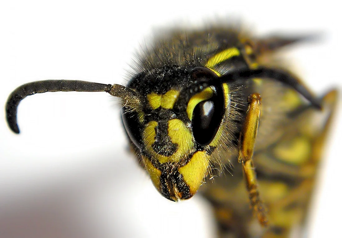 Wasp Оса