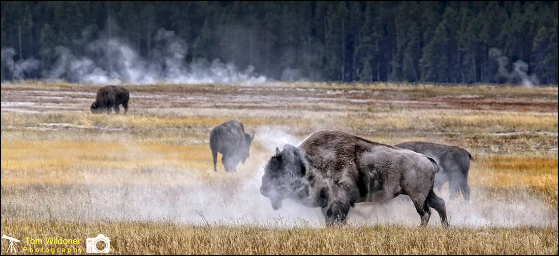 Yellowstone Buffalo Herd