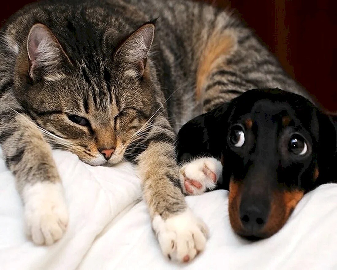 Забавные кошки и собаки