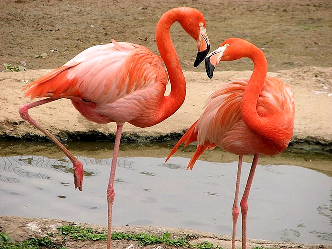 Заповедник Фламинго в Дубае