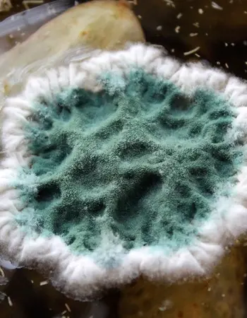 Зеленая плесень  Trichoderma