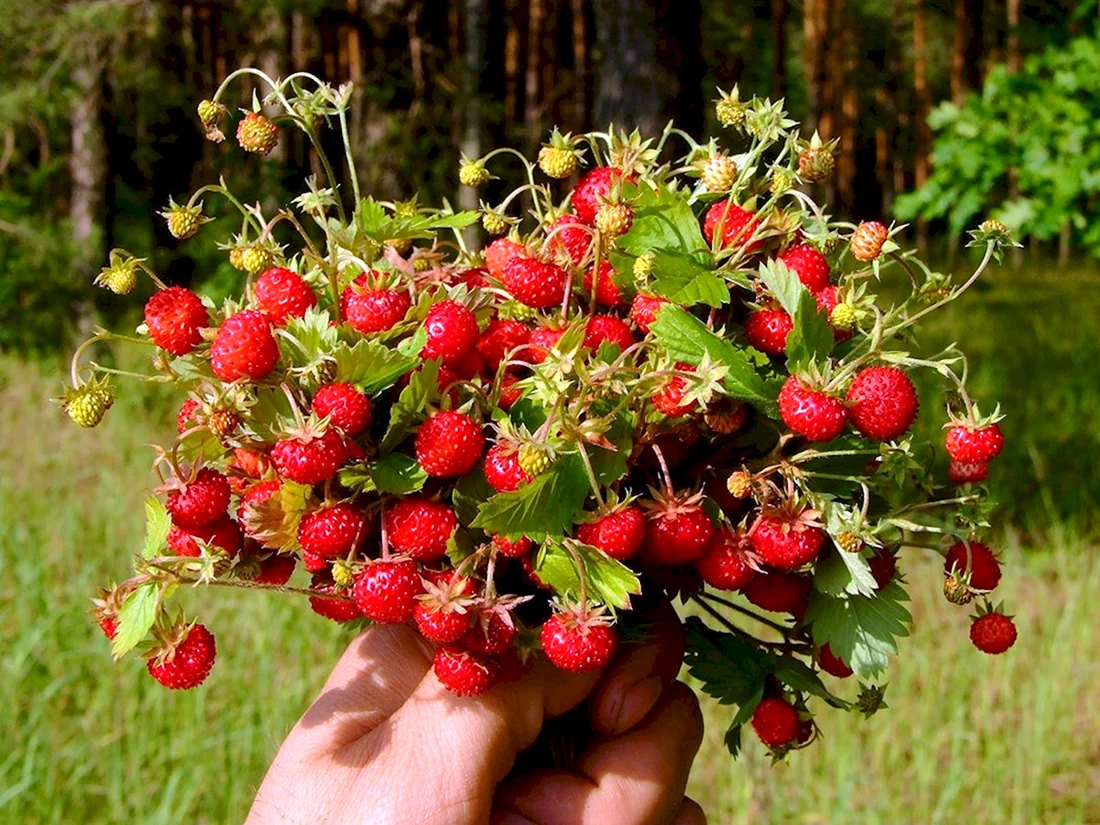 Земляника ампельная Лоран