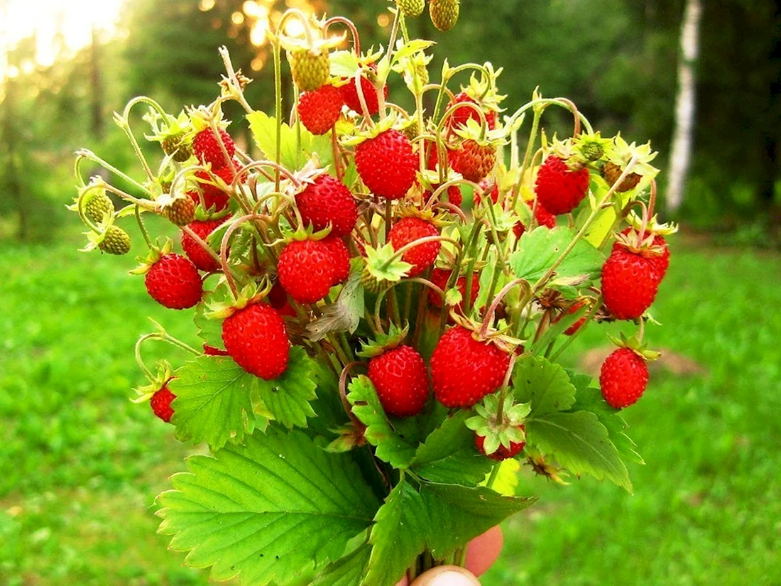 Земляника Лесная Fragaria vesca