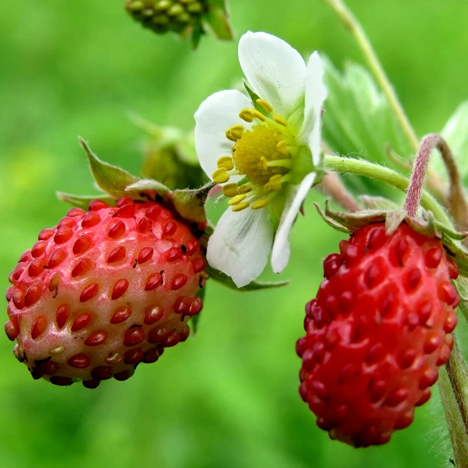 Земляника Лесная Fragaria vesca