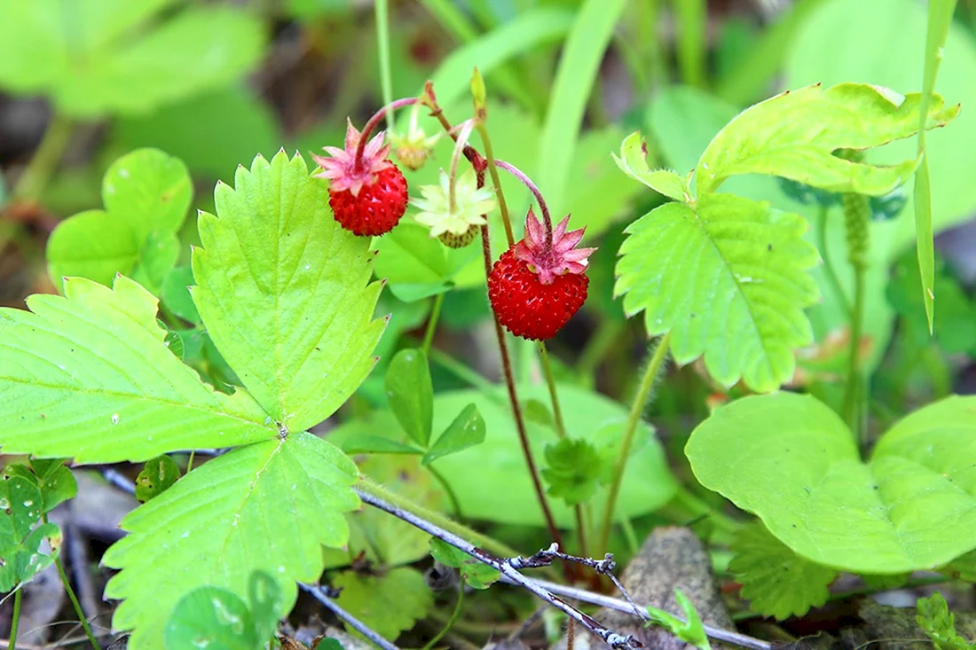 Земляника Лесная Fragaria vesca