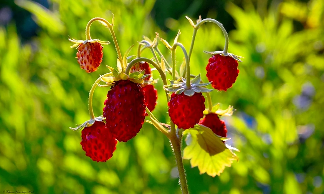 Земляника Лесная Fragaria vesca