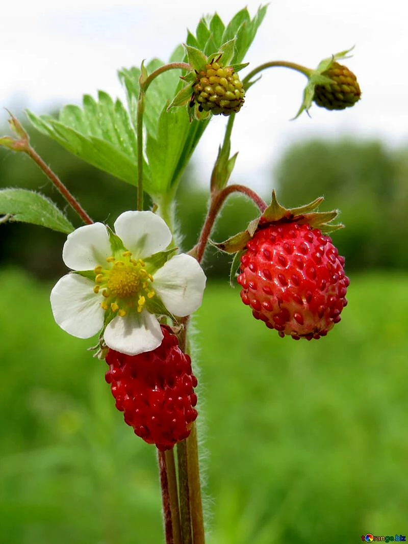 Земляника Лесная Fragaria vesca