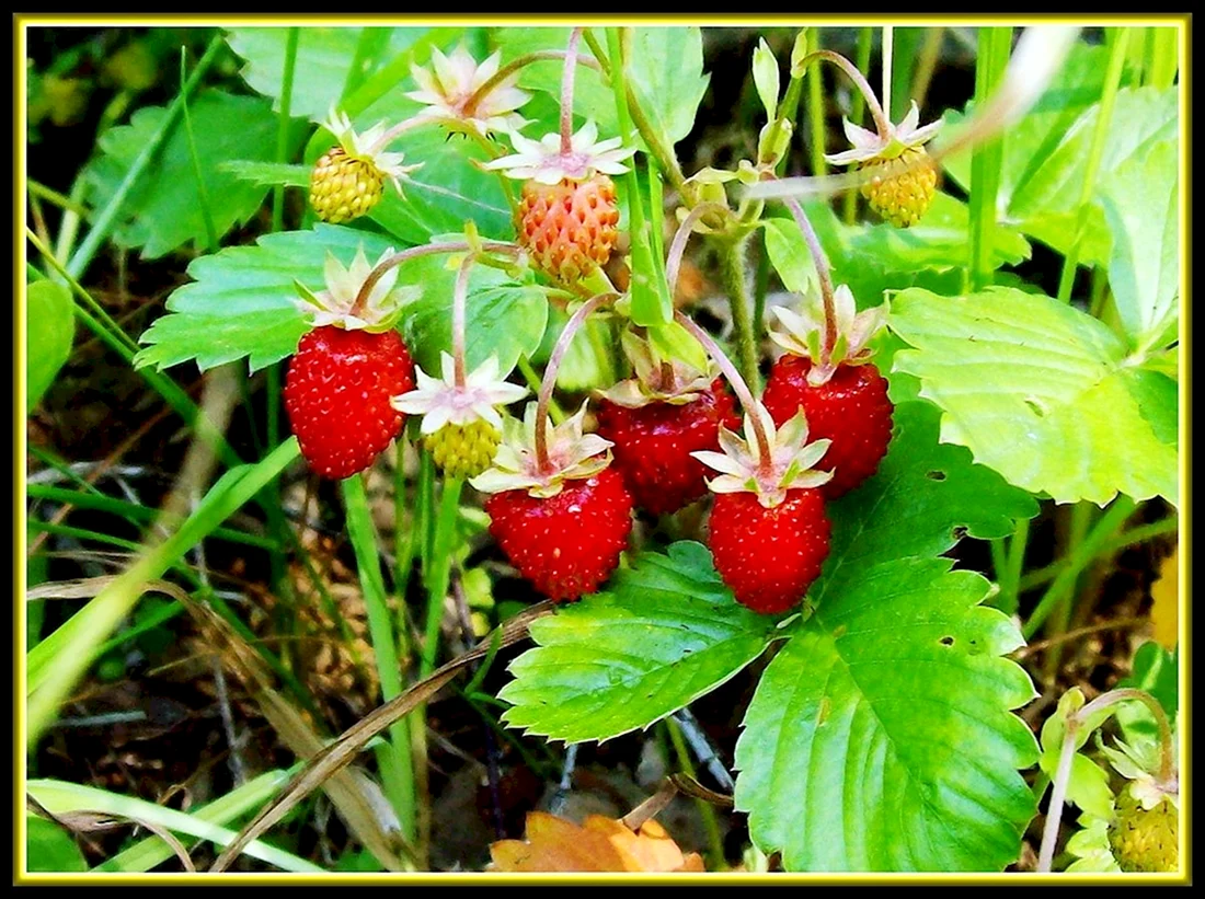 Земляника Лесная Fragaria vesca