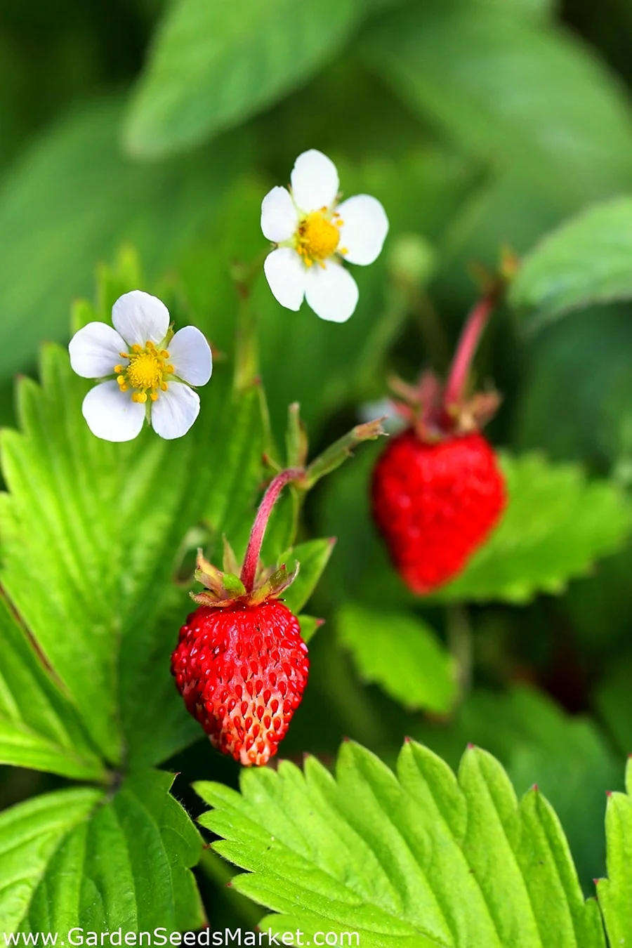 Земляника Лесная Fragaria vesca l.