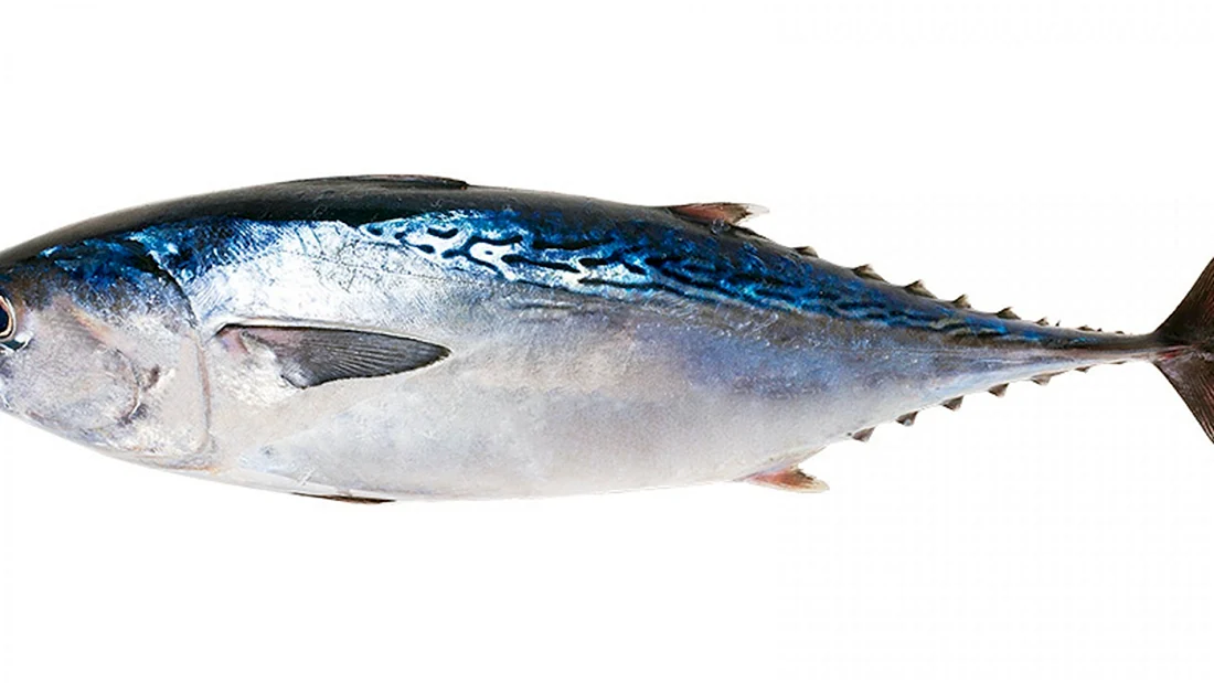 Желтопёрый тунец Thunnus Albacares