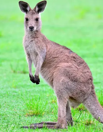 Животные Австралии кенгуру