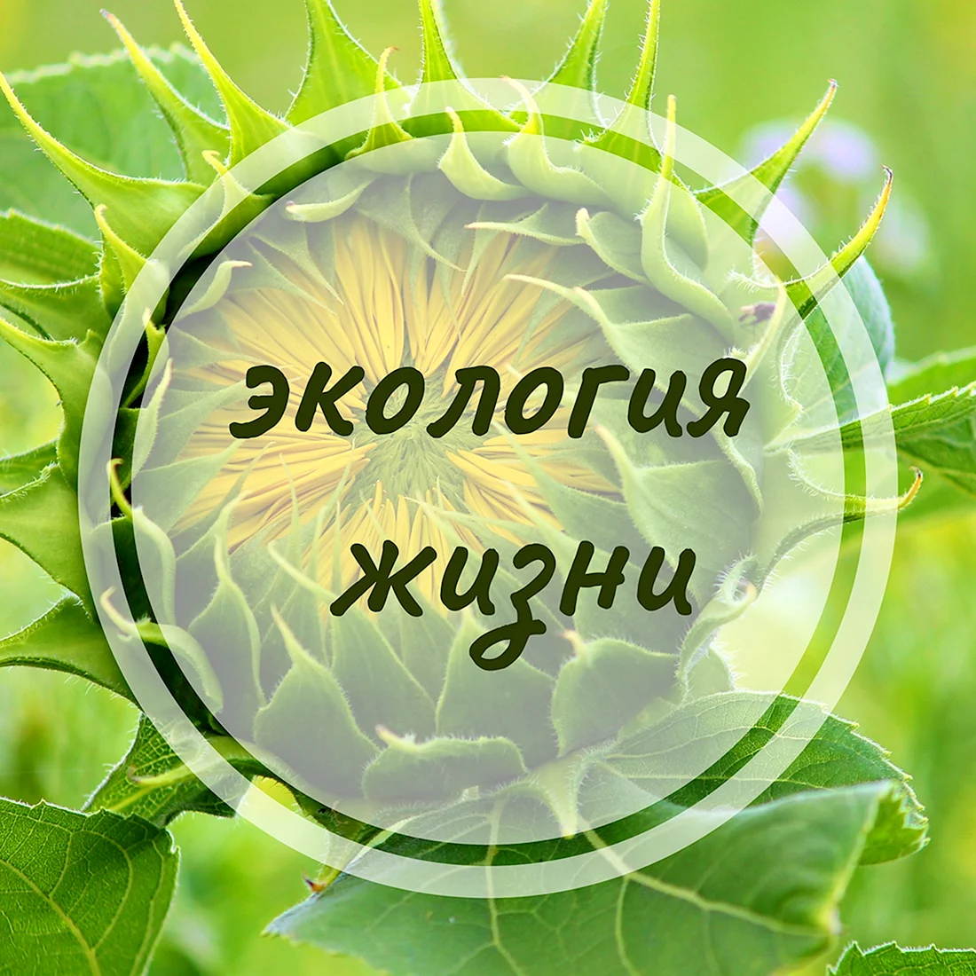 Жизнь без химии