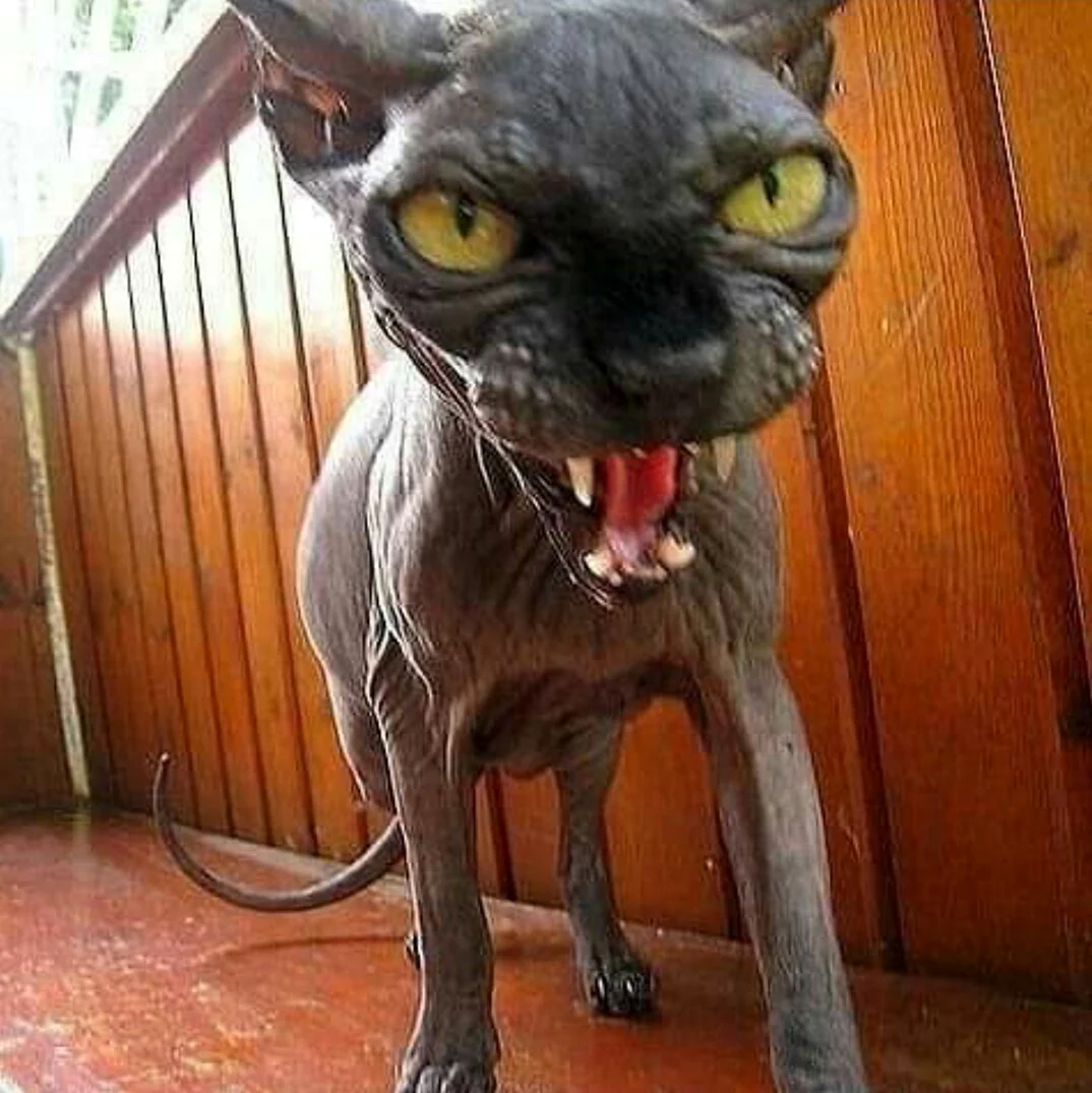 Злая кошка
